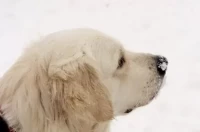 属狗今日打麻将财运解析:3招占卜必赢法