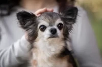 82年属狗今日财运方位解析:3招找准财位