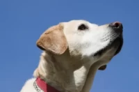 属狗人今日财运走势分析：3招助你旺财必看